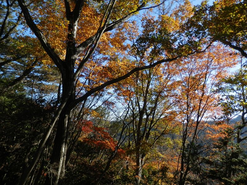 西日を受けて、紅葉がますます輝く
