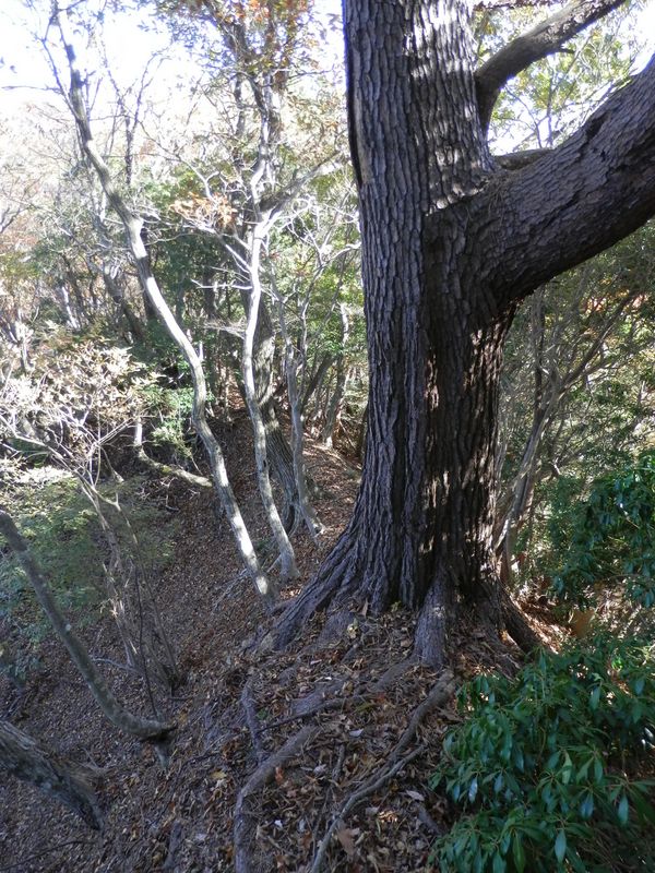 「抱っこ松」再び