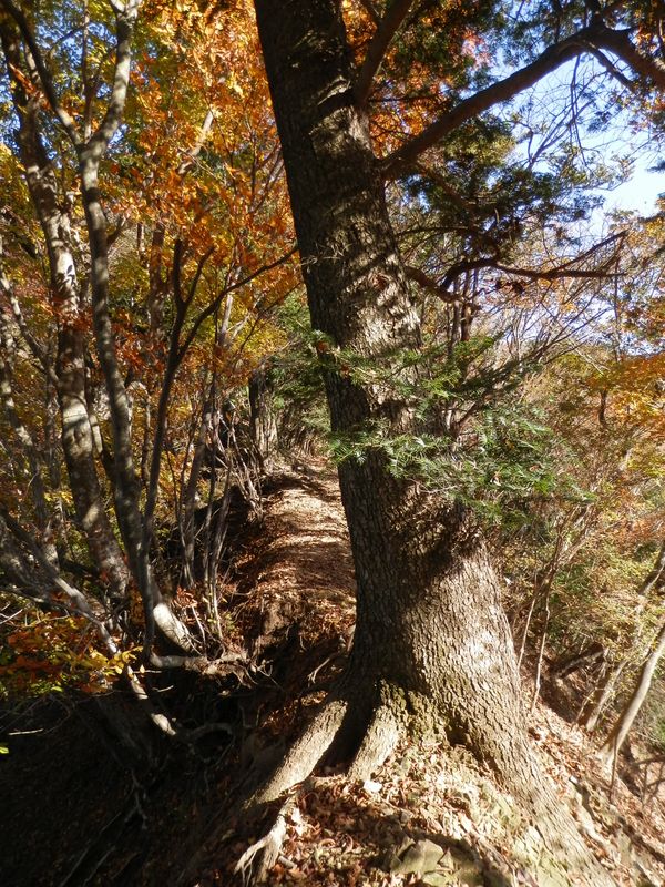 抱っこ樅」再び