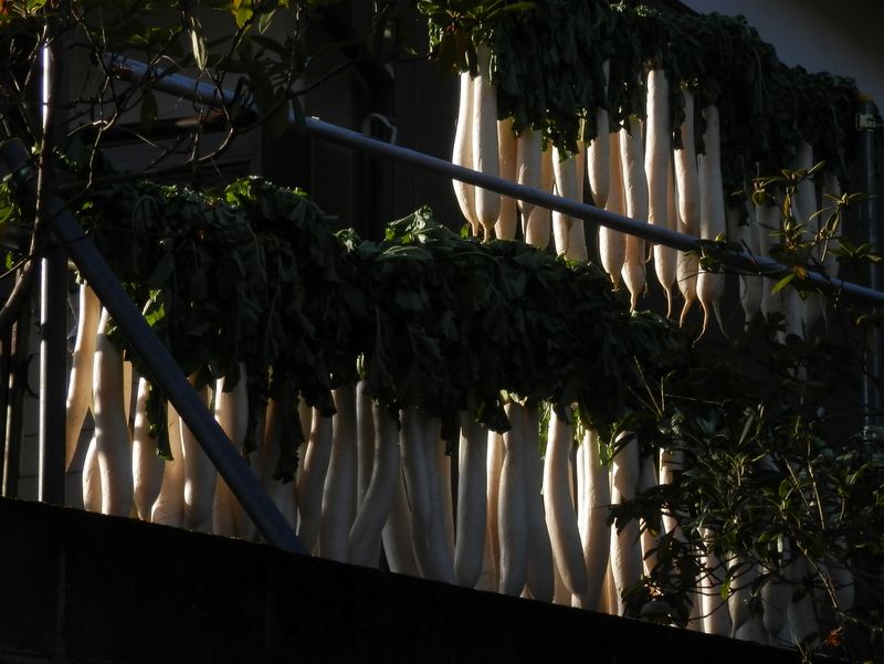 すらりとした干し大根