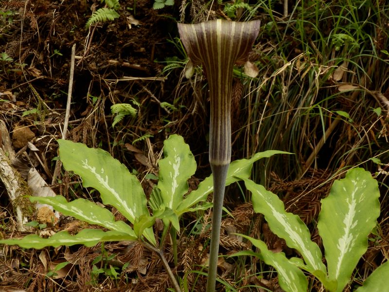 ミミガタテンナンショウ