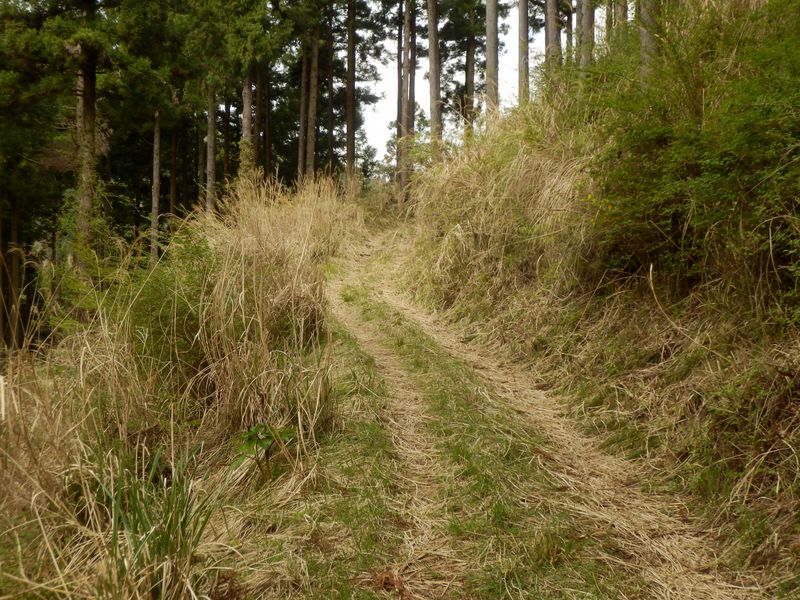 古道っぽい雰囲気