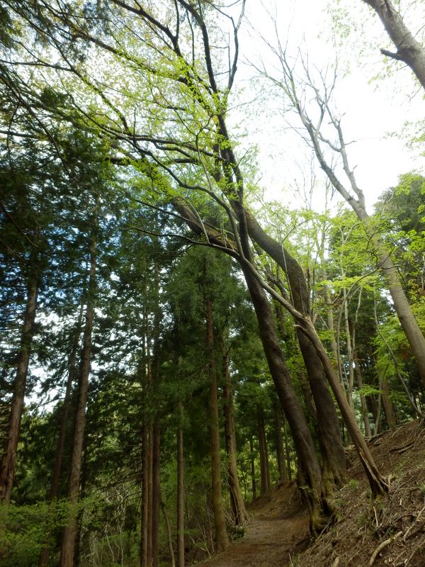 大きなヤマザクラ