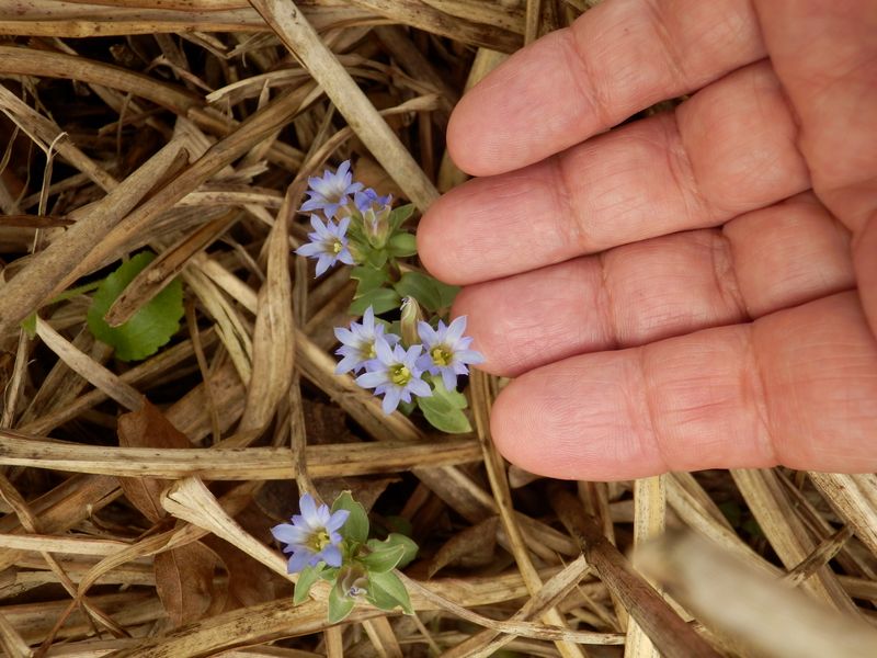 コケリンドウ？