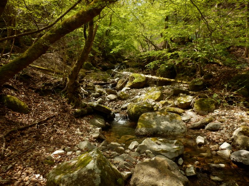 緑いっぱいの沢