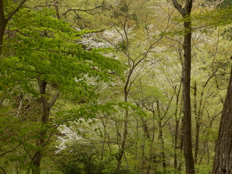 白いのはヤマザクラ