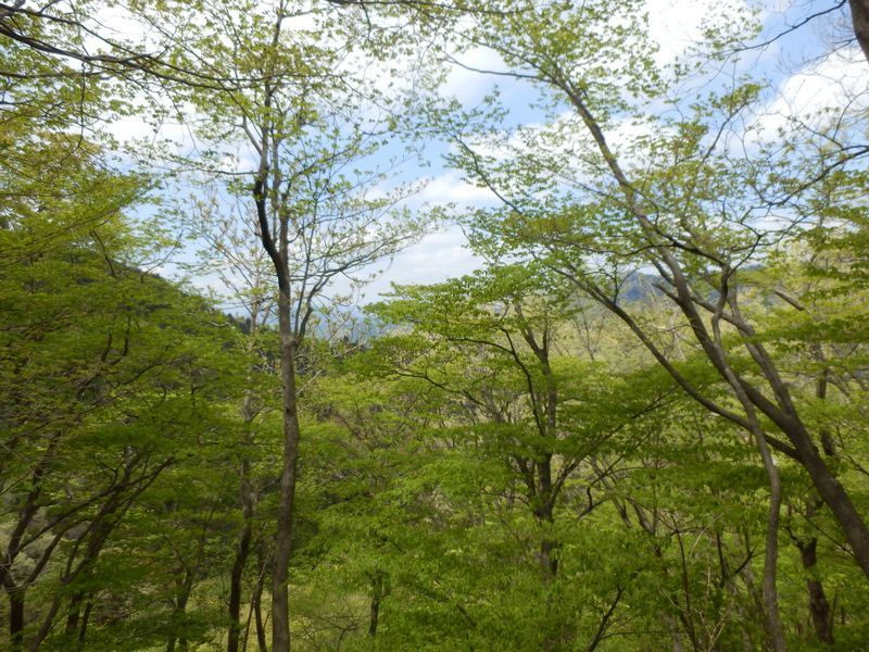 この緑、いいなあ