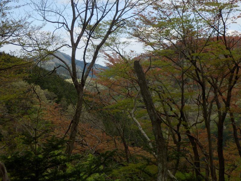 ヤマザクラの若葉