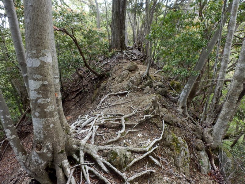 ヤセ尾根が続く