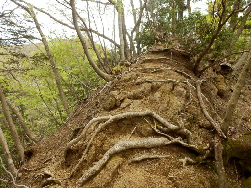 ヤセ尾根が続く