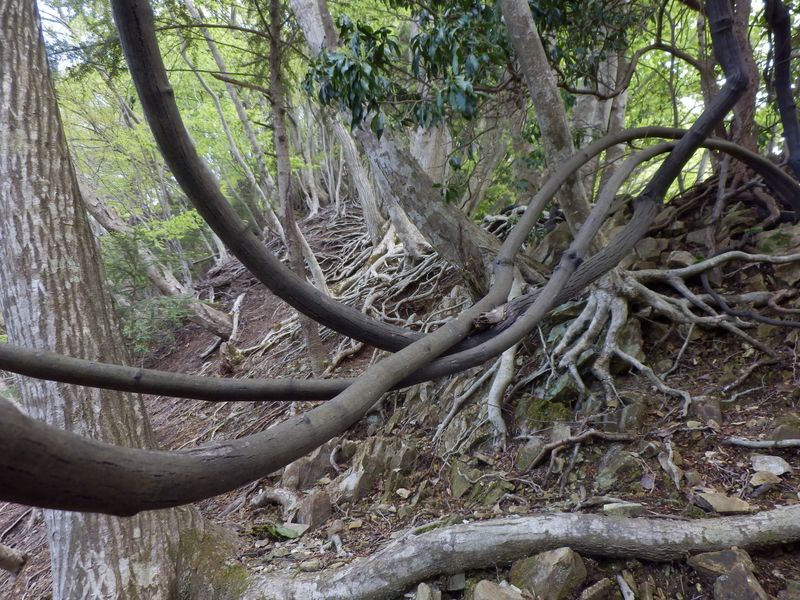 この蔓は避けられない