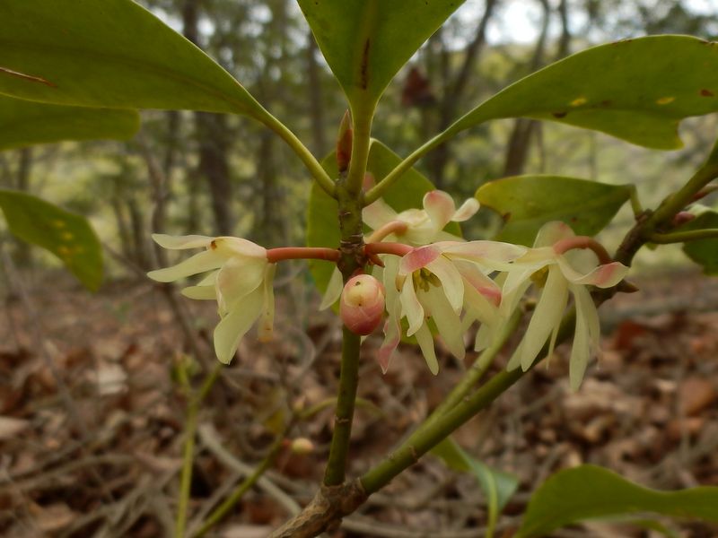 シキミの花とつぼみ