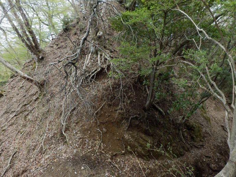 直進を阻む折れ枝