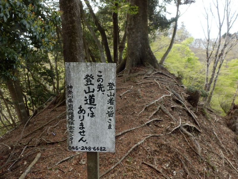 折れ枝が大きな障害物