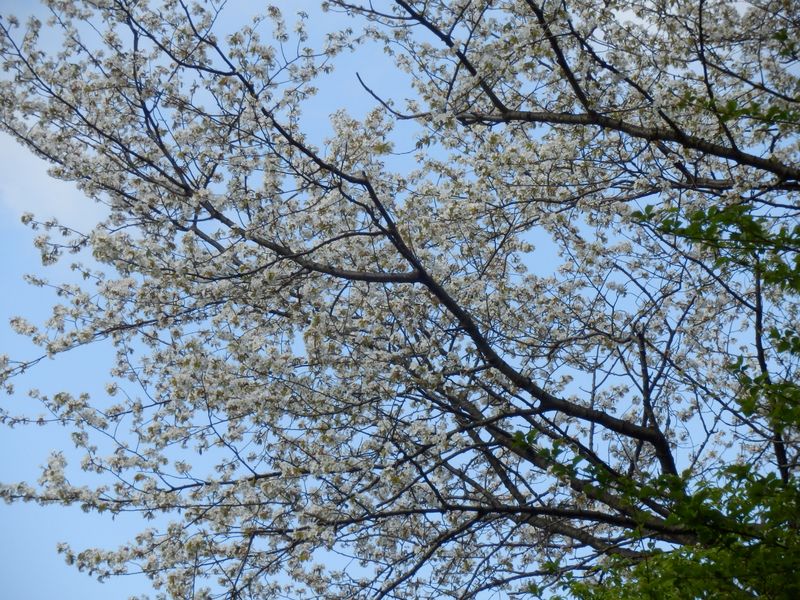 ヤマザクラにズームイン