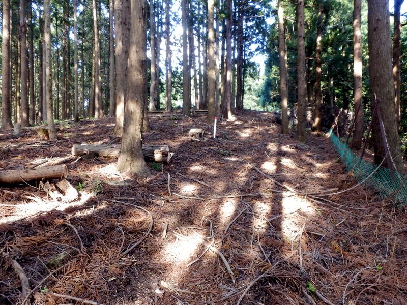 背中から日が当たる