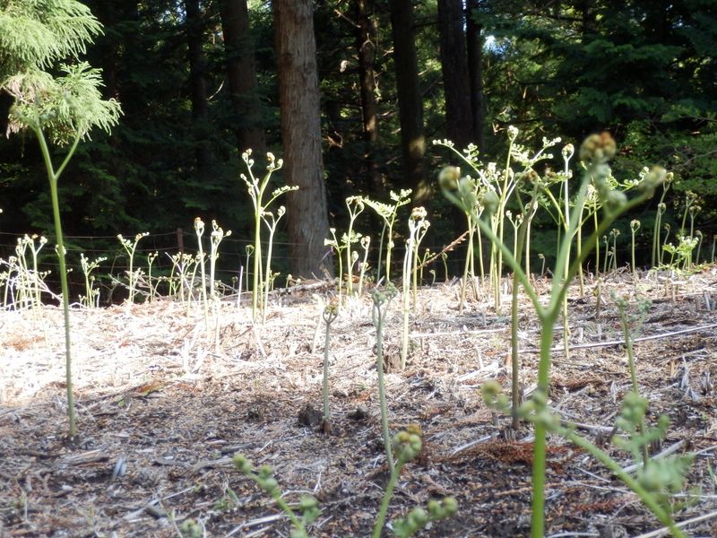 ワラビがいっぱい