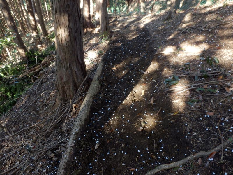 桜の花びらを散らして