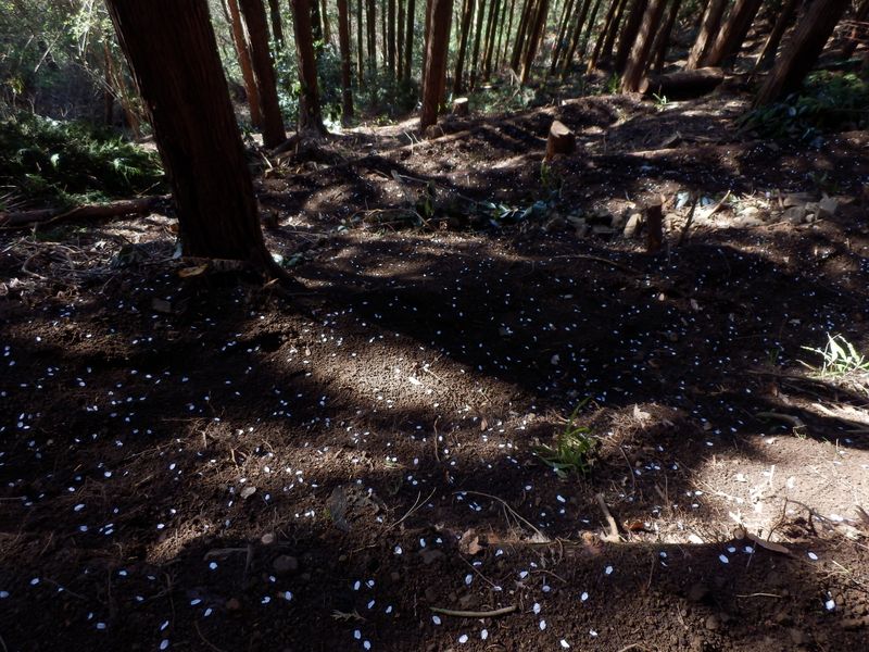 プリンセスルート