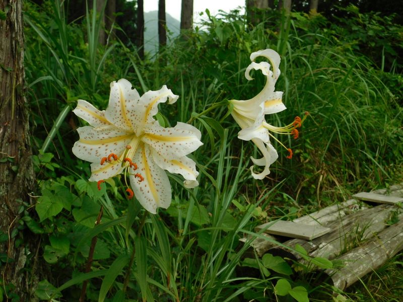 ベンチ周りに芳香