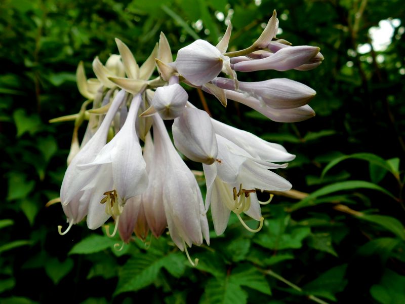 オオバギボウシ