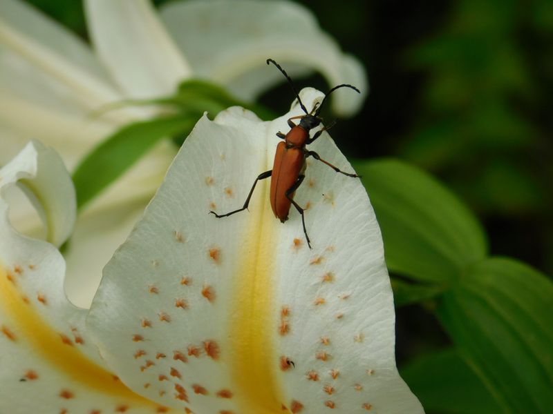 アカハナカミキリとヤマユリ