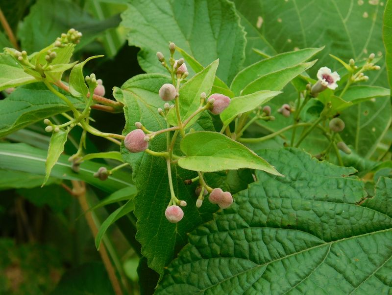 ヘクソカズラツボミマルフシ