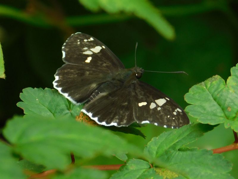 ダイミョウセセリ（表）