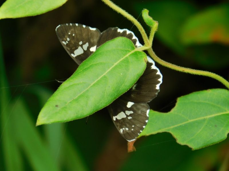 ダイミョウセセリ（裏）