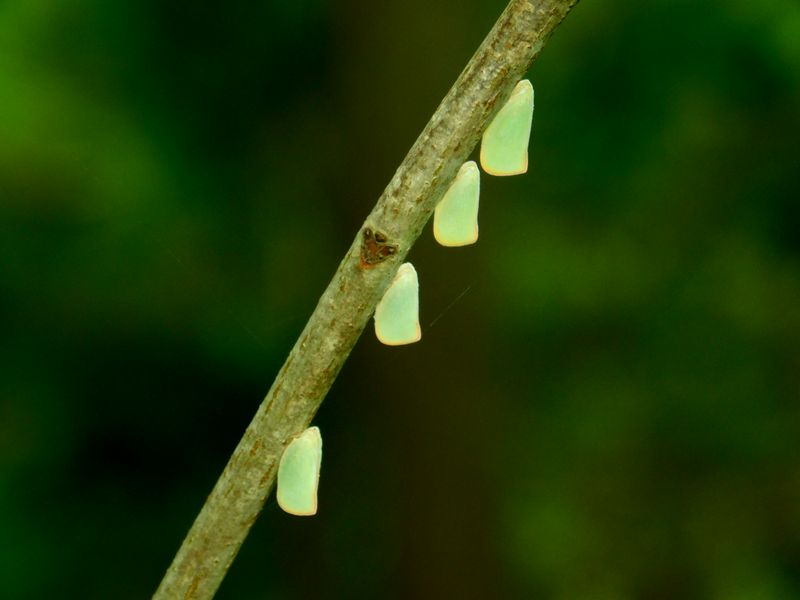 アオバハゴロモ