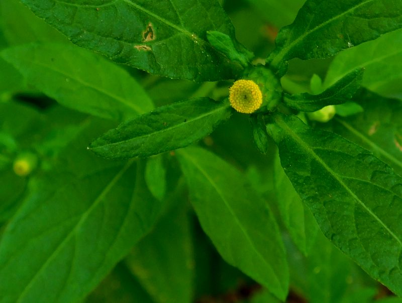 オオガンクビソウ