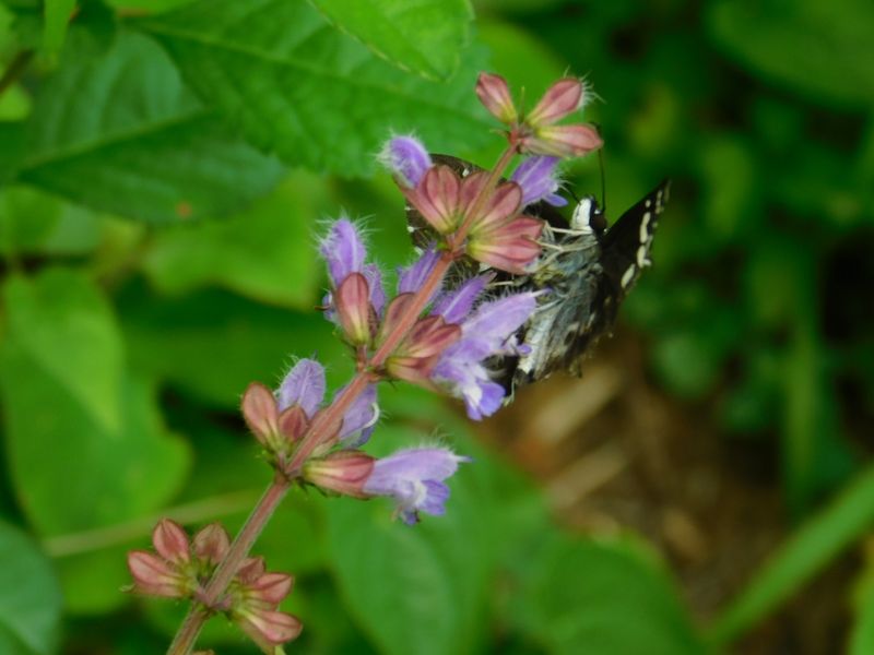 アキノタムラソウとダイミョウセセリ