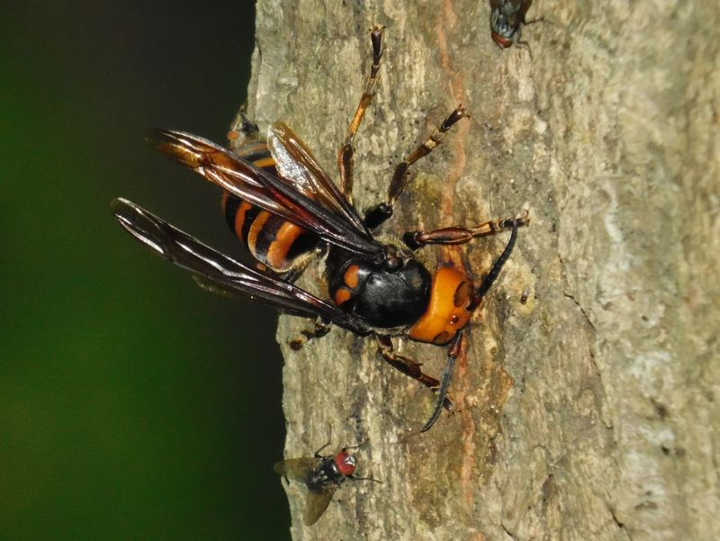 何スズメバチかな？