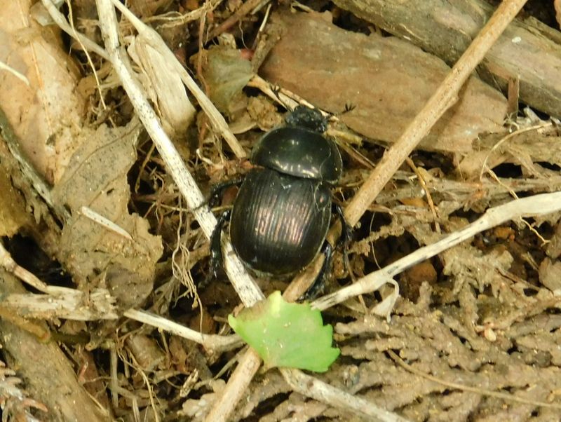 センチコガネだと思う