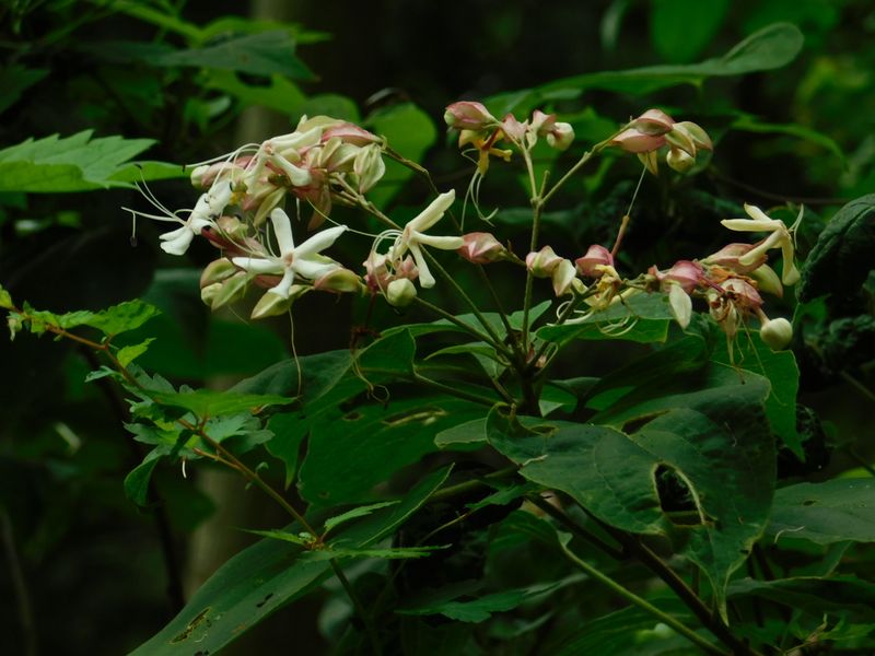 クサギの大文字花