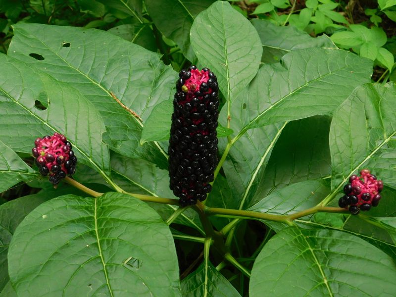 マルミノヤマゴボウ