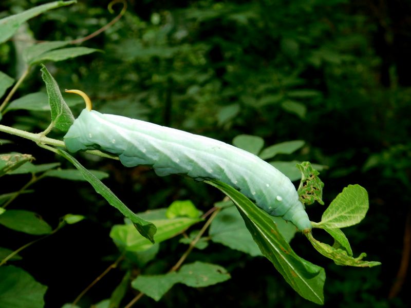 キイロスズメの幼虫じゃないかな？
