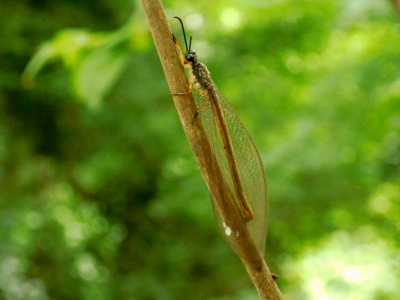ウスバカゲロウ