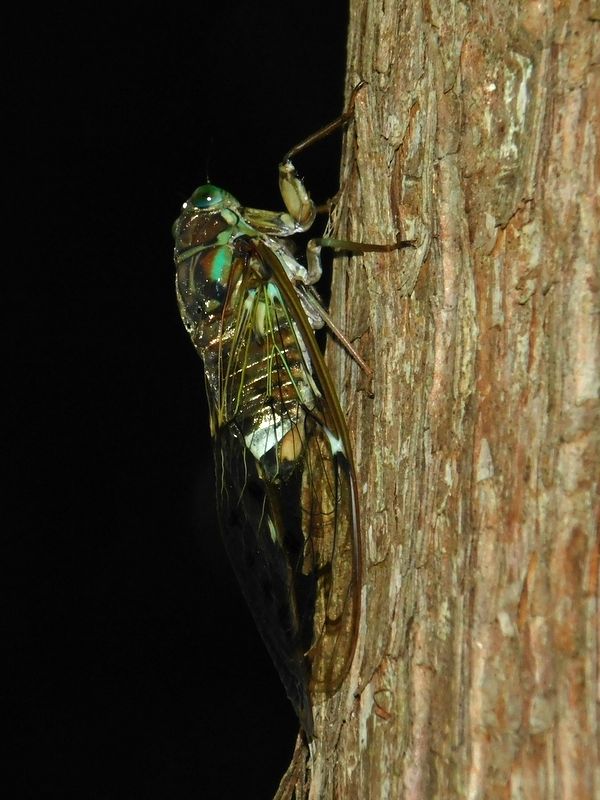 ヒグラシも静かに