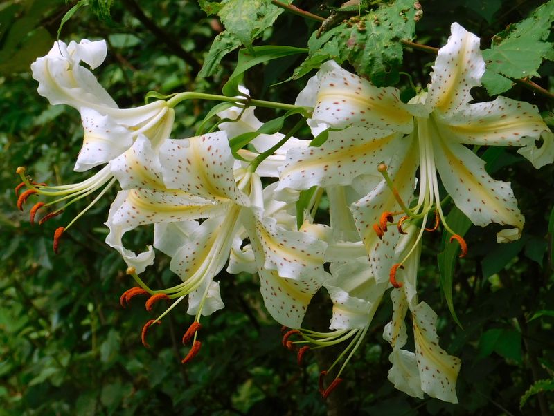 終盤のヤマユリ