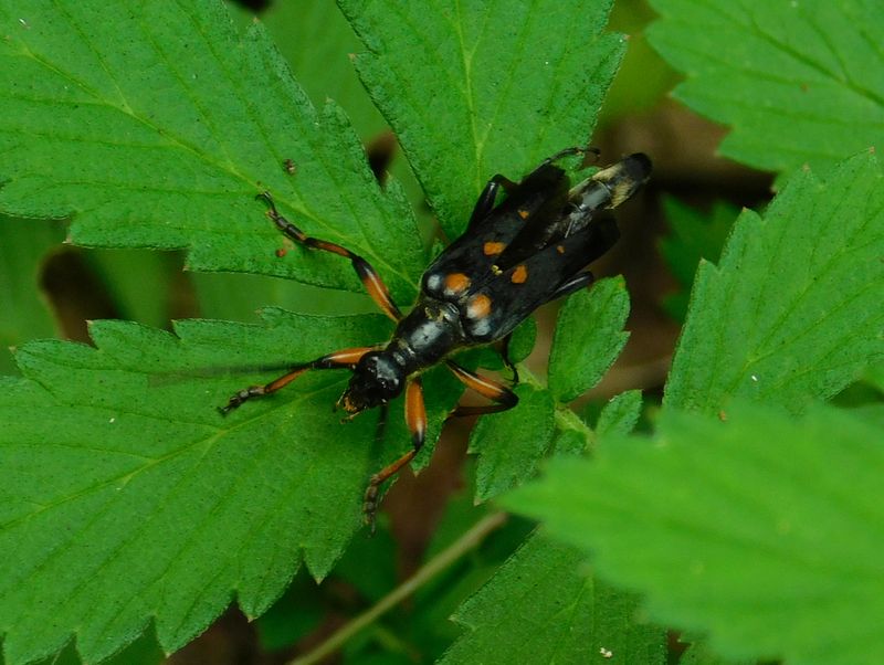 オオヨツスジハナカミキリ