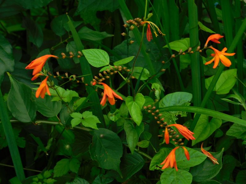 ヒメヒオウギズイセン