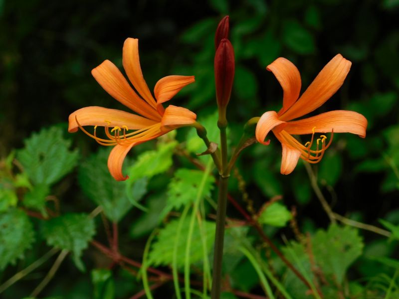 キツネノカミソリ