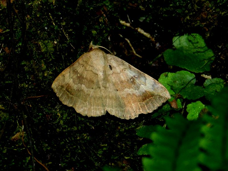 コウンモンクチバ