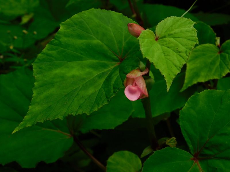 シュウカイドウの咲き始め