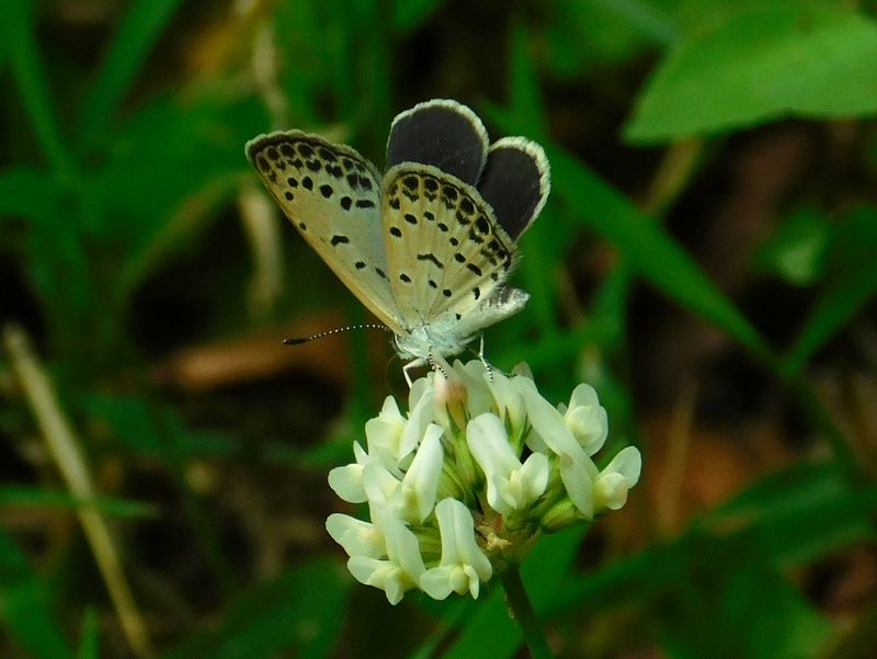 ヤマトシジミ（♀）