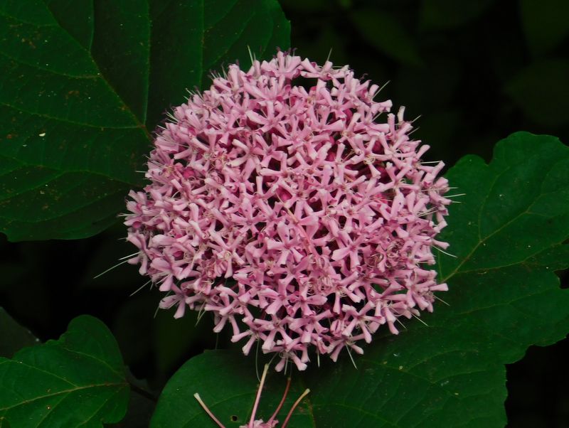 ボタンクサギ、満開