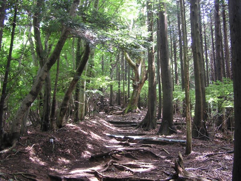 風通しの良い針葉樹林を快適に登る