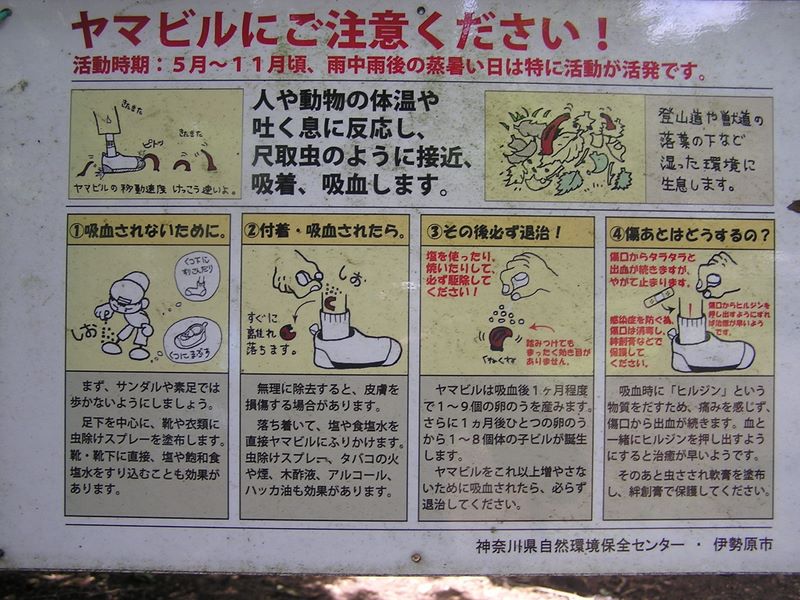 ヤマビルにご注意ください