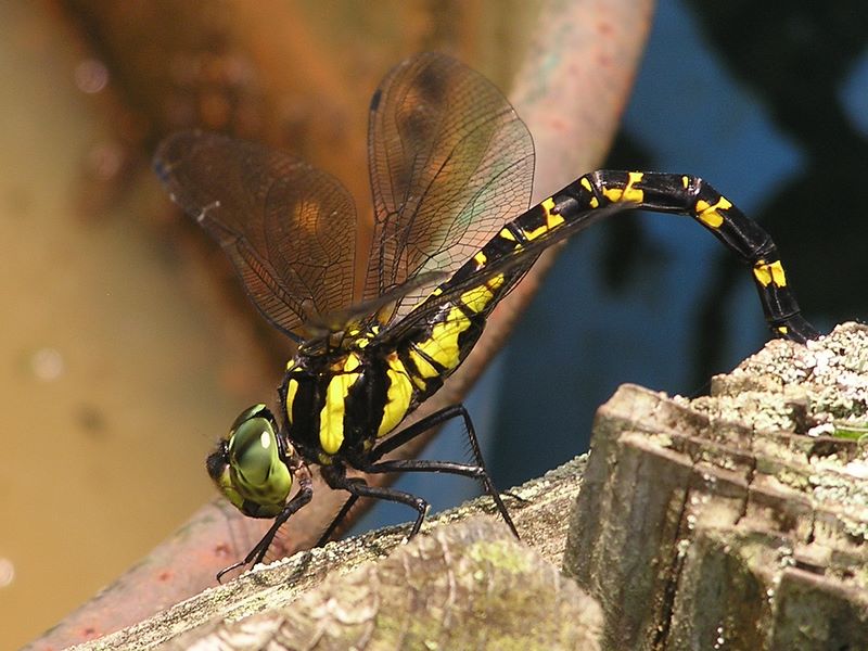 ヤブヤンマがドラム缶の近くに産卵